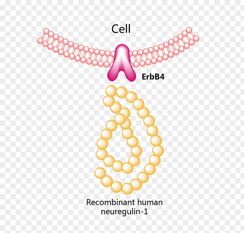 Phase From Heart Interferon Alfa-2b Pegylated Peginterferon Alfa-2a PNG