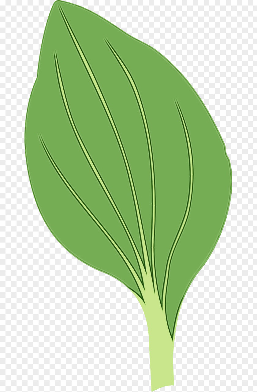 Arum Family Herb Tree Drawing PNG