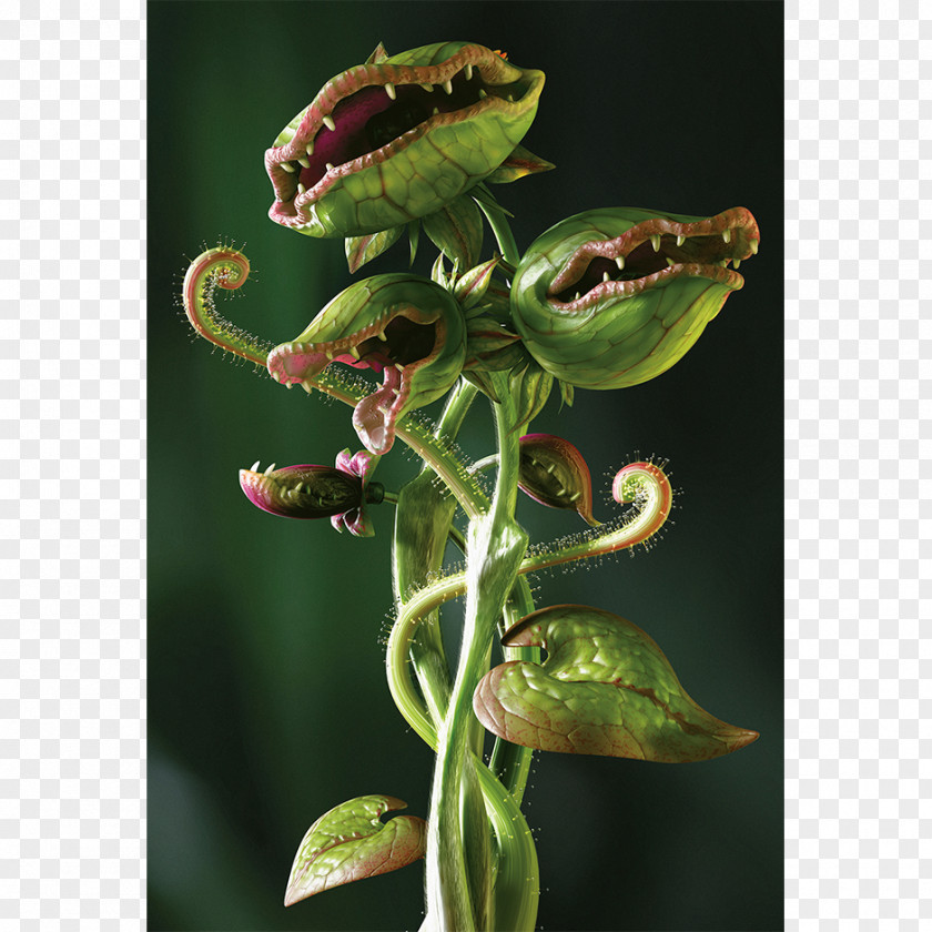 Flower Fly Carnivorous Plant Carnivore Venus Flytrap Eating PNG