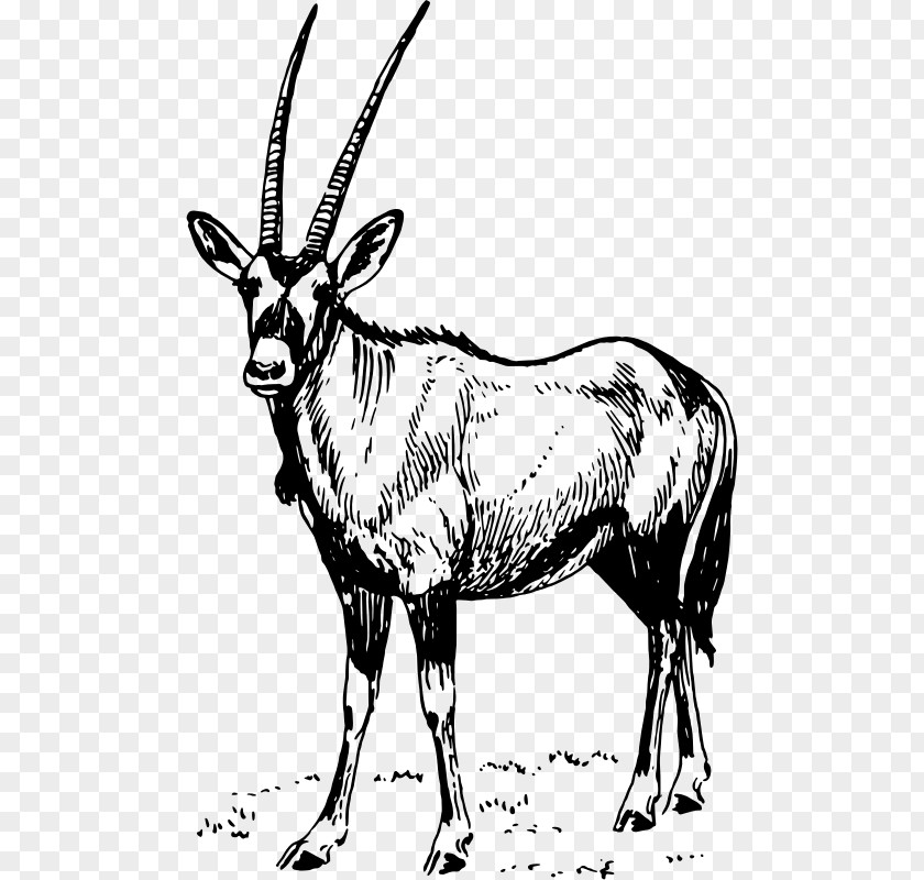 Gazelle Gemsbok Waterbuck Antelope Clip Art PNG