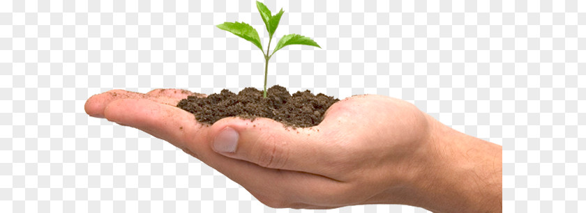 Plant Native Hand PNG