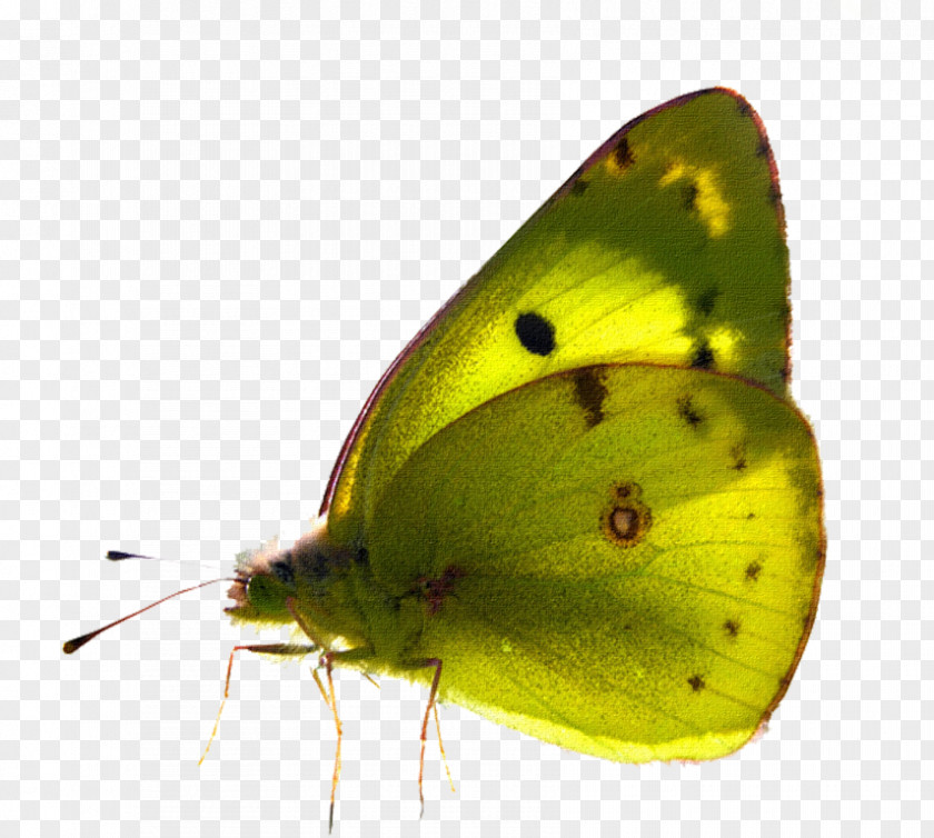 Butterfly Clouded Yellows PicsArt Photo Studio Image PNG