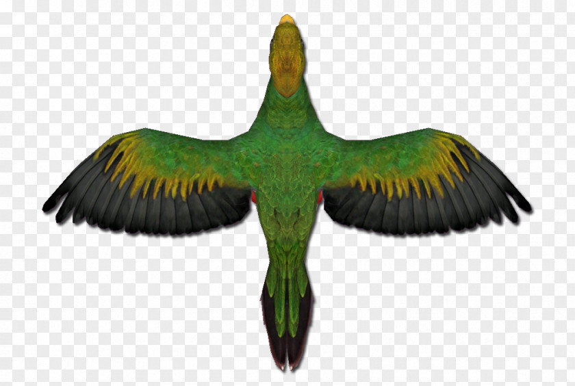 Feather Parakeet Fauna Beak Tail PNG