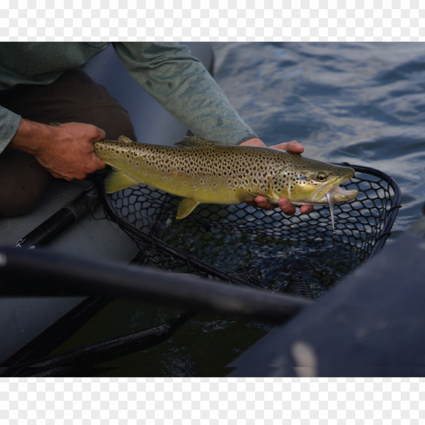 Fishing Coastal Cutthroat Trout 09777 Salmon PNG