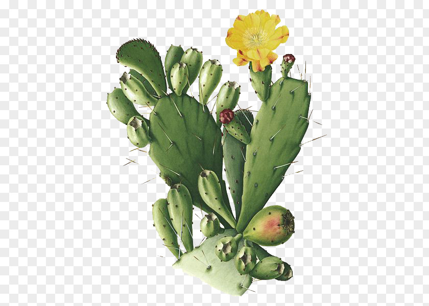 Hand-painted Cactus Cactaceae Opuntia Monacantha Botanical Illustration Drawing San Pedro PNG