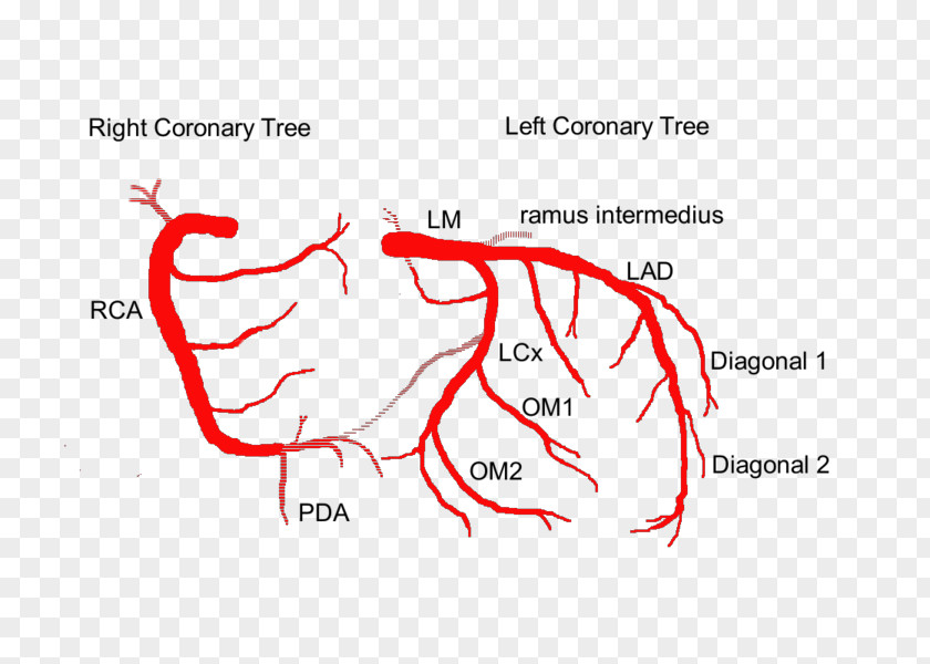 Heart Coronary Arteries Anatomy Circulation Anterior Interventricular Branch Of Left Artery PNG