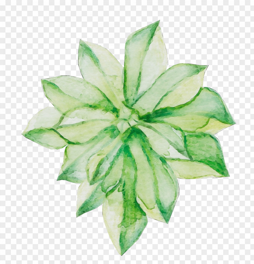 Perennial Plant Flowering Green Leaf Flower Petal PNG