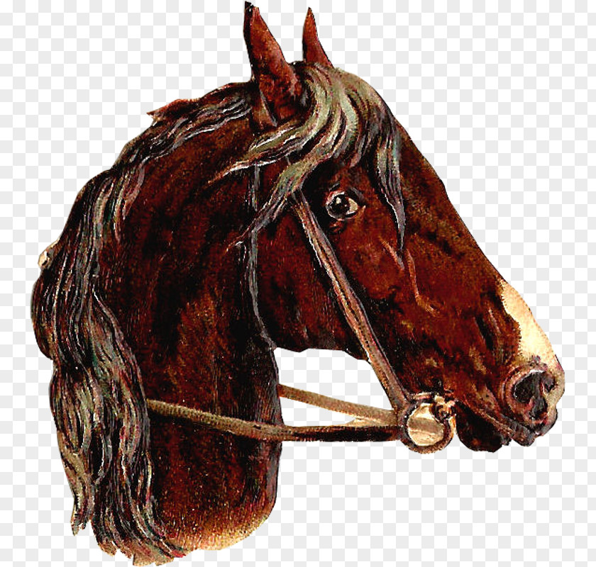 Pictures Of Horses Heads Halter Stallion Bridle Clip Art PNG