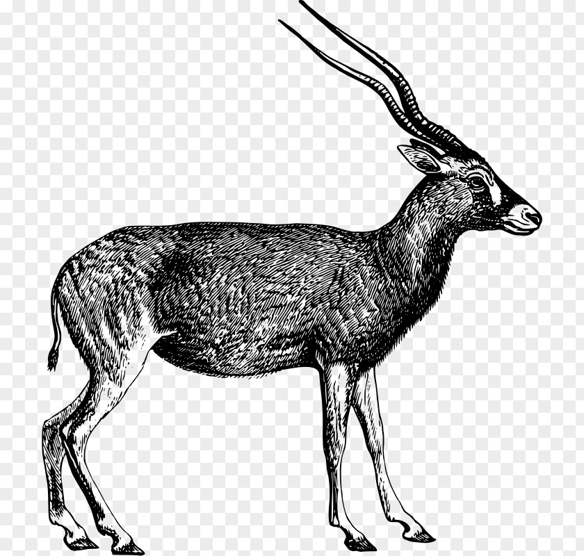 Saiga Antelope Clip Art PNG