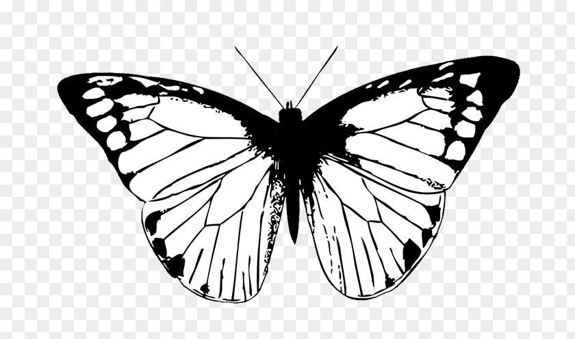 White Butterfly Monarch Drawing Clip Art PNG