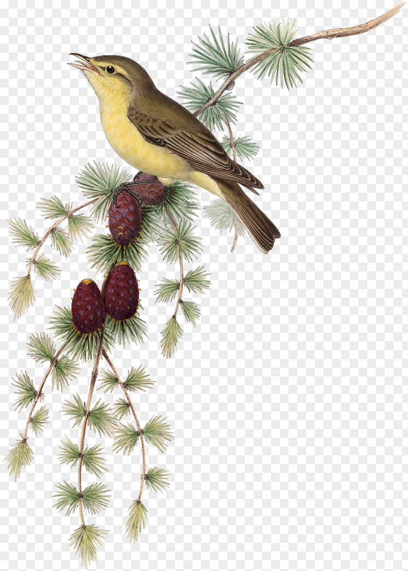 Bird Common Nightingale Melodious Warbler Ficedula Image PNG