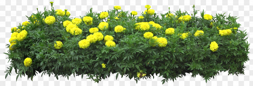Bushes Flower Download PNG