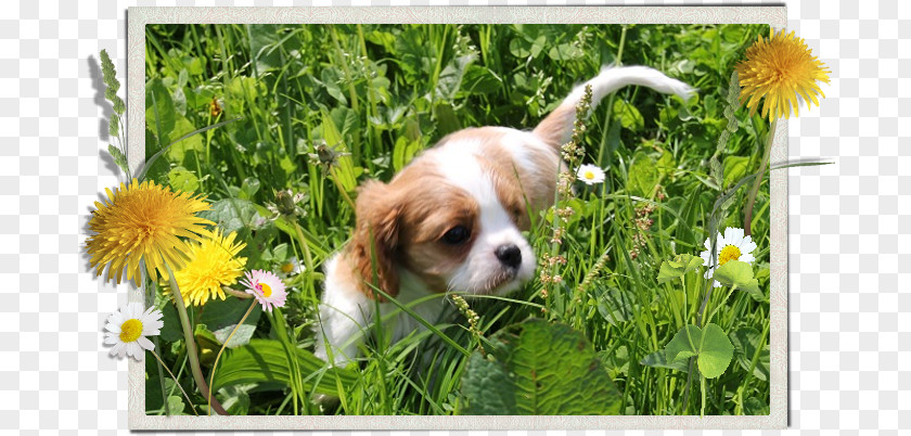 Caviler King Charles Sapinel Cavalier Spaniel Welsh Springer Puppy Dog Breed PNG