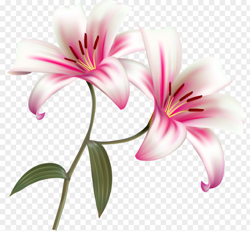 Flower Lilium Bulbiferum Clip Art PNG
