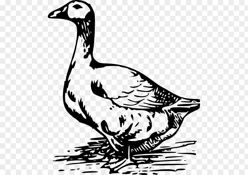 Goose Duck American Pekin Clip Art PNG