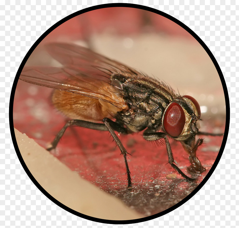 Insect Housefly Pest Control PNG