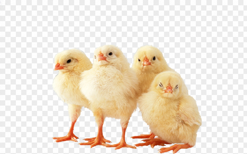 Chick Chicken Bird Wallpaper PNG