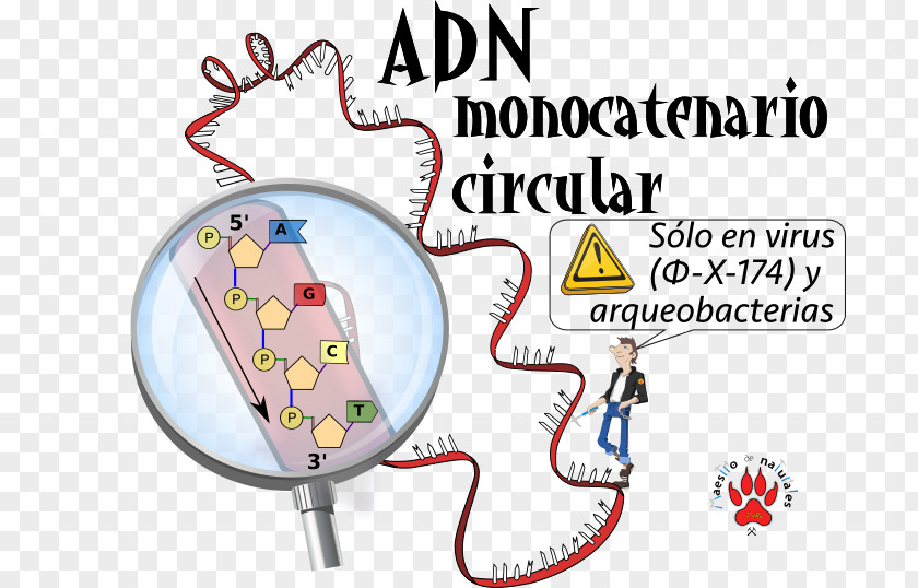 Flyer US Letter SsDNA Virus CmapTools Circular DNA Concept Map PNG