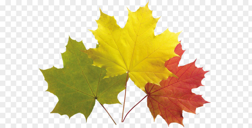 Leaf Autumn Color Leaves Maple PNG