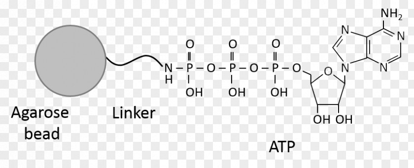 Adenosine Triphosphate Guanosine Phosphoric Acid Nucleotide PNG