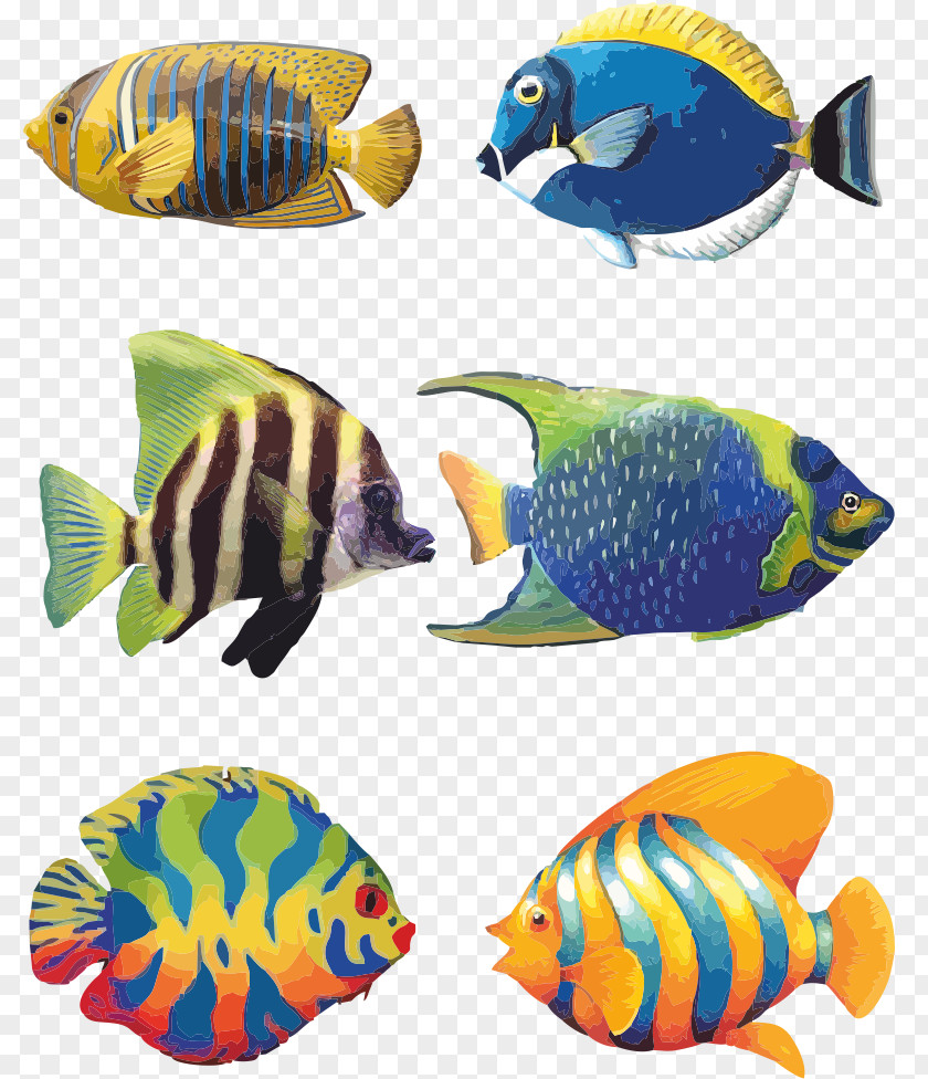 Aquarium Fish Koi Angelfish Tropical Drawing PNG