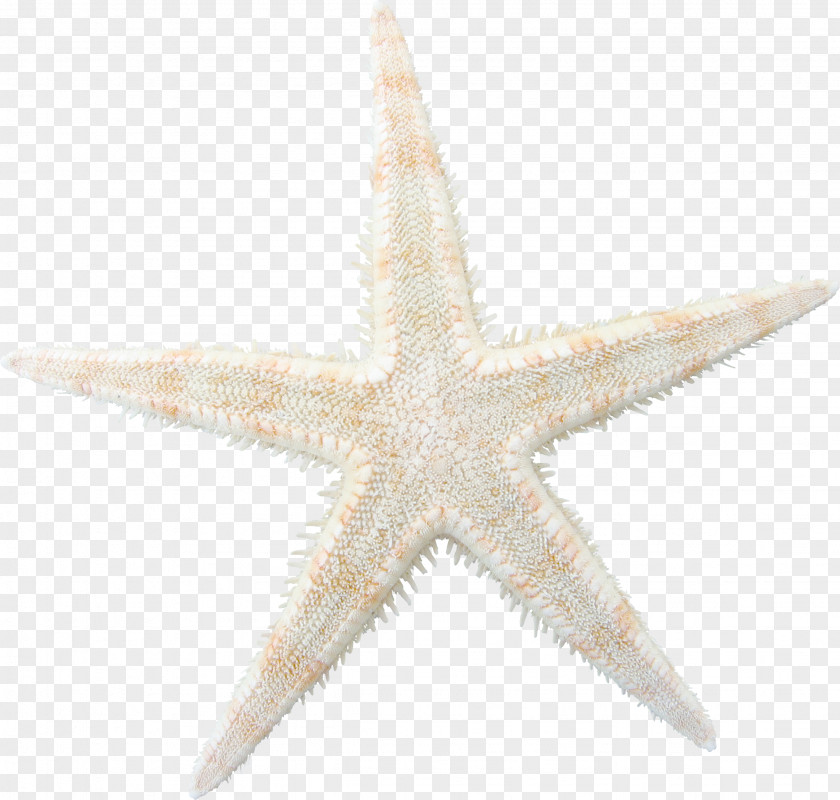 Brown Starfish Pattern PNG
