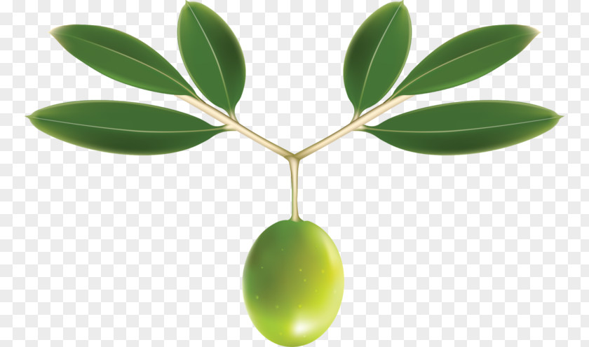 Green Olives Olive Leaf Oil Clip Art PNG