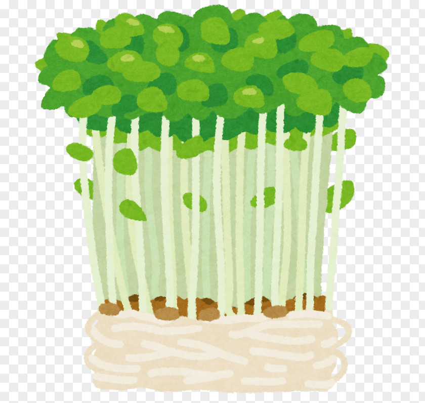 Pea Chinese Cuisine Sprout Filiz Vegetable PNG