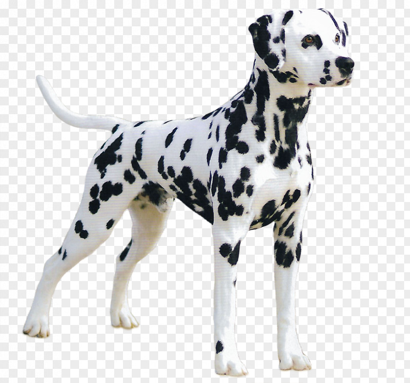 Puppy Dalmatian Dog Breed Companion Great Dane PNG