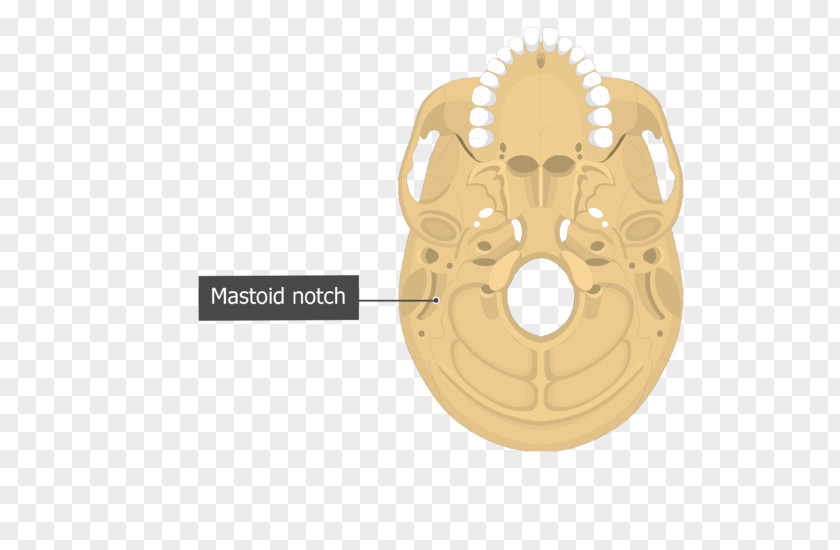 Skull Human Skeleton Anatomy Occipital Bone Body PNG