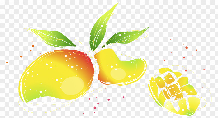 Vector Hand Painted Watercolor Mango Illustration Superfood Wallpaper PNG