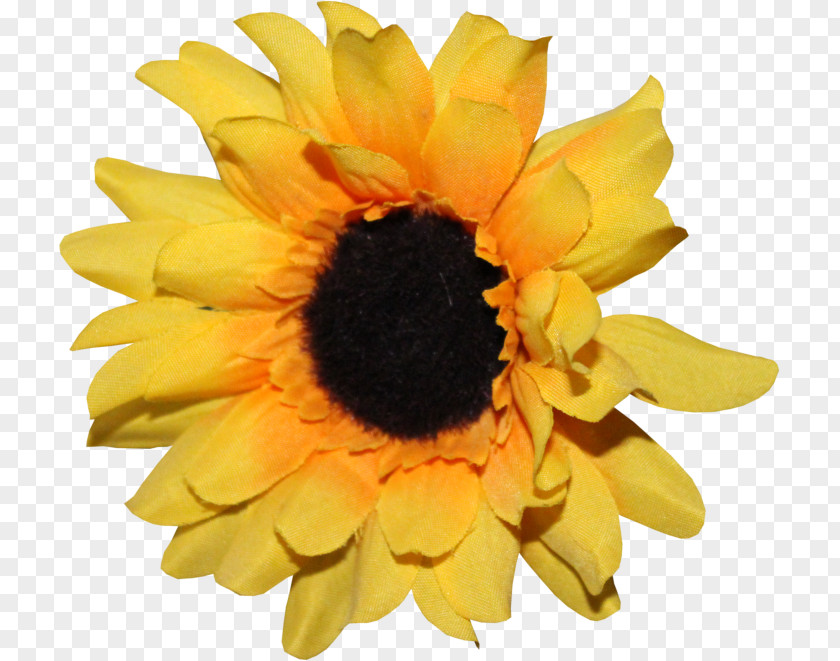 Art Sunflower M Drawing Flickr PNG
