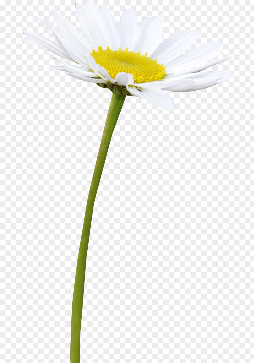 Camomile Roman Chamomile German Oxeye Daisy Family Plant PNG