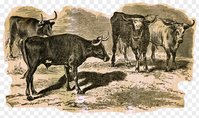 Cattle Texas Longhorn Ox Goat Livestock Bull PNG