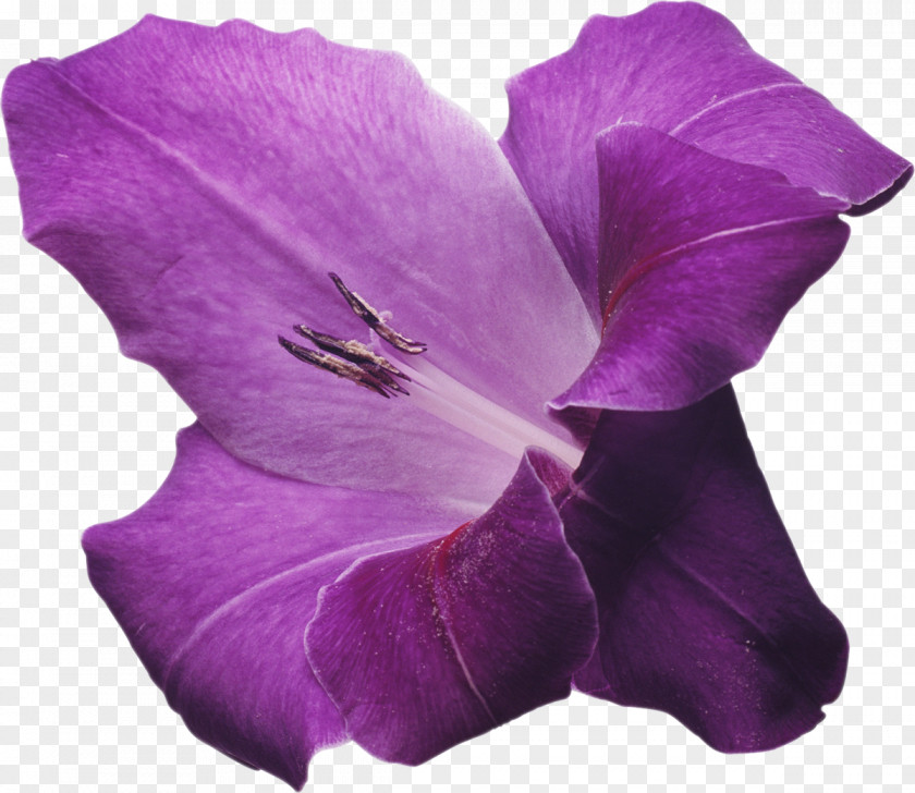 Gladiolus Flower Violet Lilac Clip Art PNG