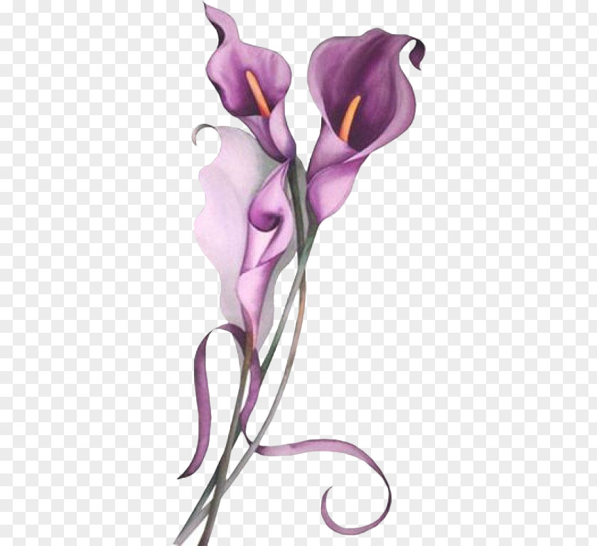 Hand-painted Purple Calla Arum-lily Callalily Lilium Flower Clip Art PNG