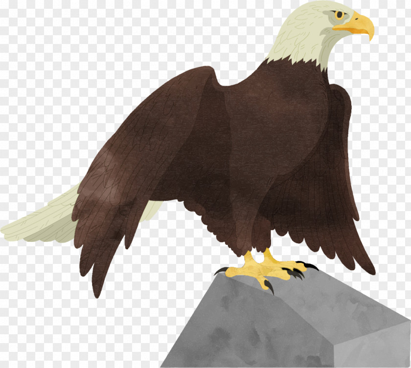 Rock Eagle Bald PNG