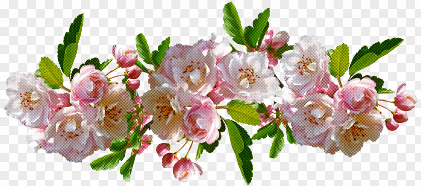 Cherry Blossom PNG