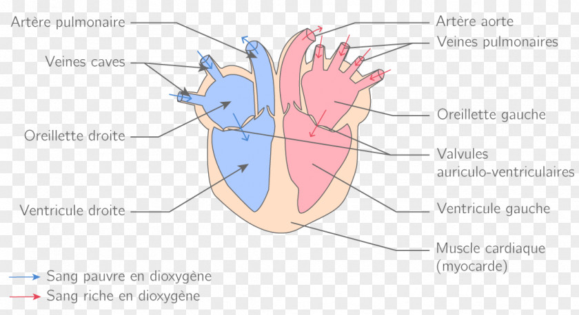 Heart Circulatory System Blood Vessel Physiology PNG