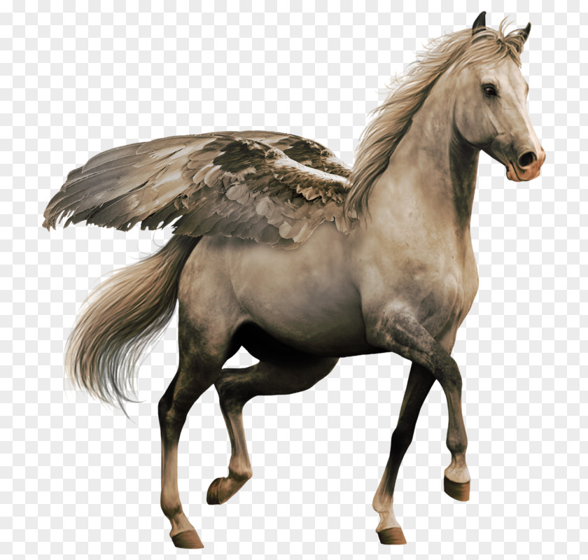 Pegasus Winged Horse DeviantArt Clip Art PNG