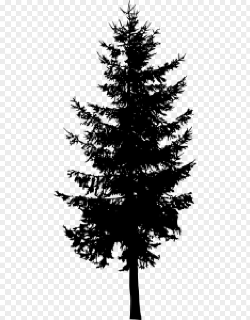 Silhouette Pine Larch Evergreen Tree PNG