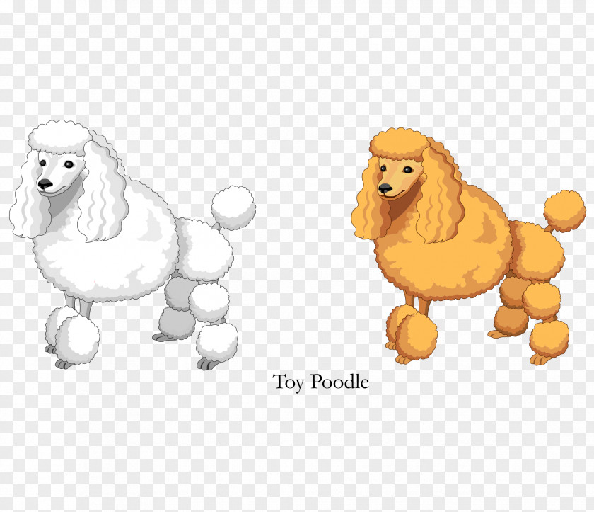 Vector Cartoon Yellow White Toy Poodle PNG