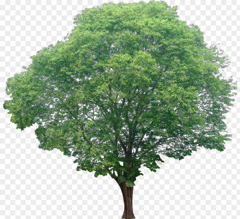 Trees Acer Ginnala Red Maple Tree Shrub PNG