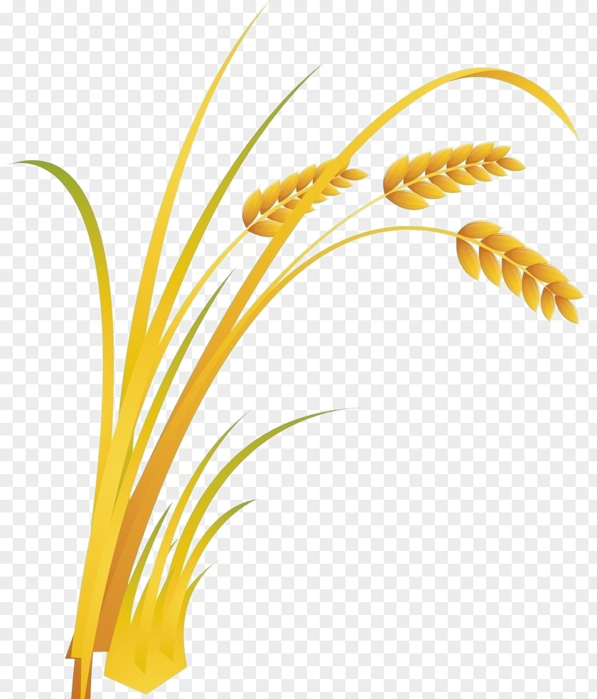 Wheat Rice Cartoon Food PNG