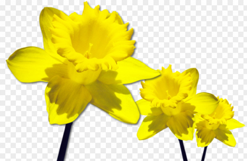 Daffodils Clip Art PNG