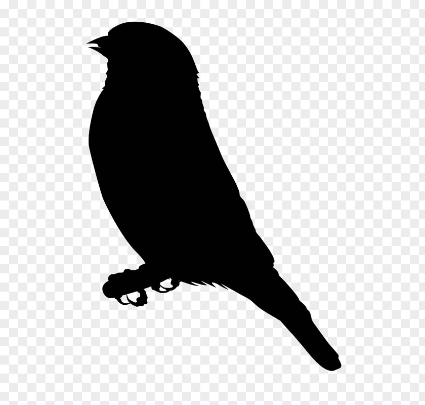 Finches Download Clip Art PNG