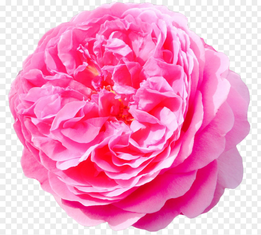 Flower Damask Rose Garden Roses PNG