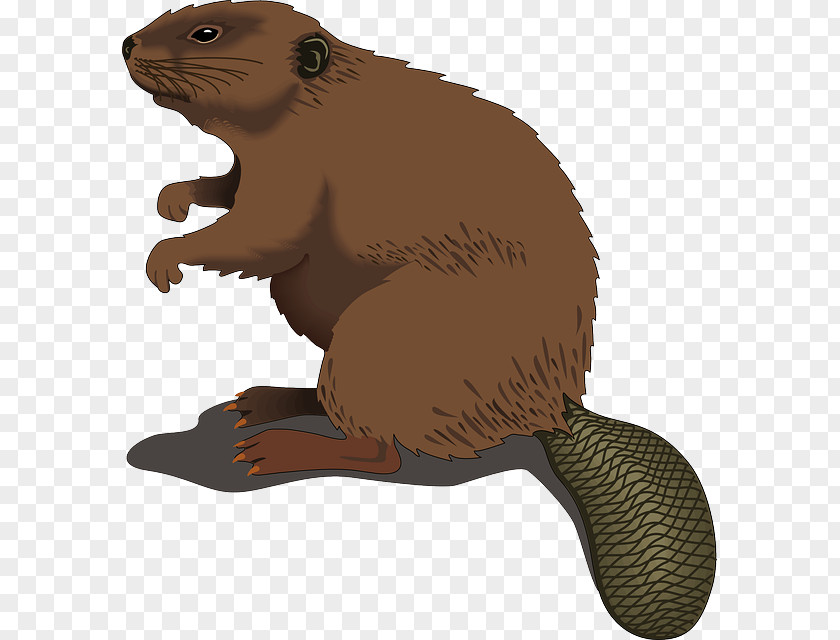 Shaved Beaver Cliparts Clip Art PNG
