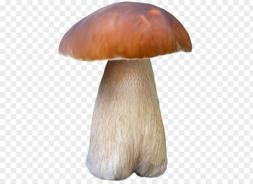 Brown Mushrooms Pleurotus Eryngii Mushroom Google Images PNG