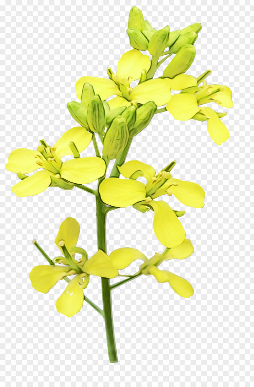 Twig Cut Flowers Flower Plant Flowering Yellow Branch PNG